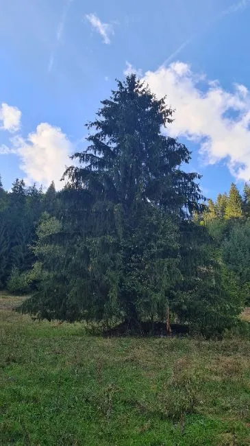 Građevinsko zemljište Za prodaju - 517680 Scărisoara  RO Image 3